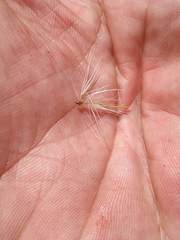Jurinea humilis