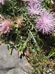 Jurinea humilis