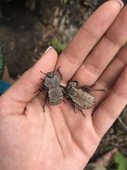 Anomalipus heraldicus heraldicus