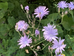 Lactuca perennis
