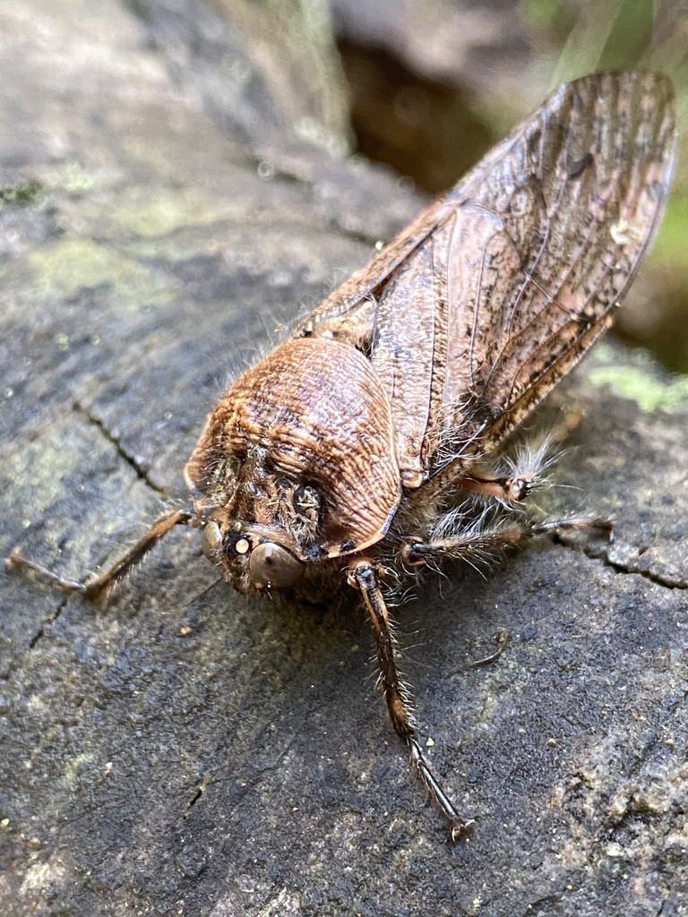 Hairy Cicadas