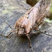 Hairy Cicadas - Photo (c) markhocking, some rights reserved (CC BY-NC)