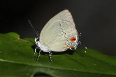 Theclopsis lydus