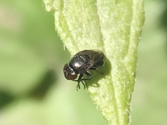 Discomyza