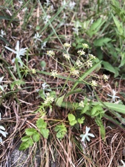 Pimpinella niitakayamensis