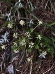 Pimpinella niitakayamensis