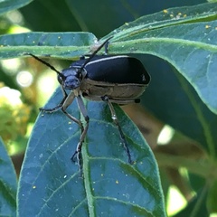 Epicauta cinerea-group