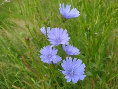 Cichorium intybus