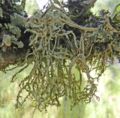 Ramalina subleptocarpha
