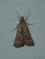 Synaphe punctalis