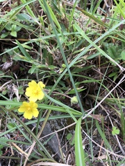 Potentilla matsumurae