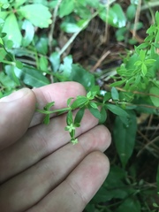 Galium bermudense