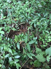 Galium bermudense