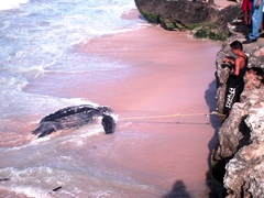 Dermochelys coriacea