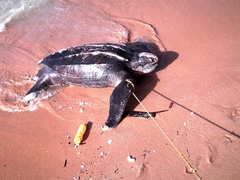 Dermochelys coriacea