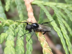 Bibio hortulanus