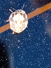 Psyllobora confluens