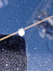 Psyllobora confluens