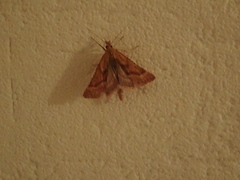 Synaphe punctalis