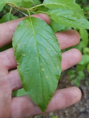 Cornus sericea sericea