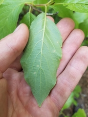 Cornus sericea sericea