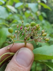 Cornus sericea sericea