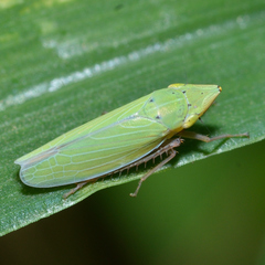 Draeculacephala balli