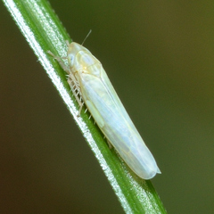 Dikraneura angustata