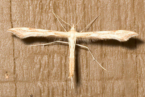 Yarrow Plume Moth photo 2