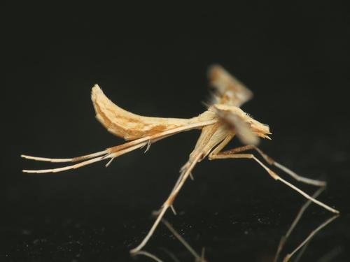 Yarrow Plume Moth photo 3