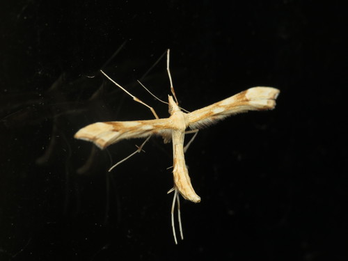 Yarrow Plume Moth photo 4