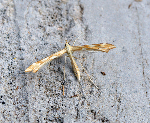 Yarrow Plume Moth photo 5