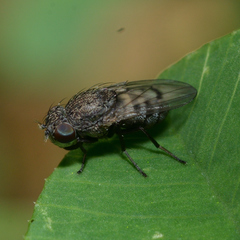 Paralimna punctipennis