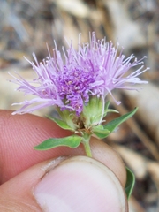 Monardella odoratissima glauca