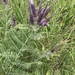 Leadplant - Photo (c) ljbrown, some rights reserved (CC BY-NC)