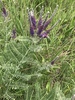 Leadplant - Photo (c) ljbrown, some rights reserved (CC BY-NC)
