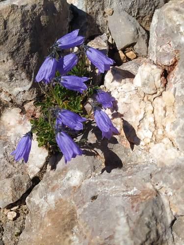 Jaubert's Bellflower (Campanula jaubertiana)