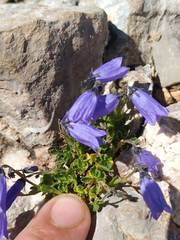 Campanula jaubertiana