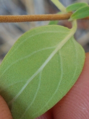 Monardella odoratissima glauca