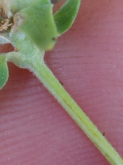 Monardella odoratissima glauca