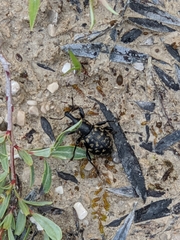 Liparus glabrirostris