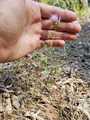 Monardella odoratissima glauca