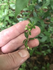 Galium bermudense