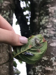 Ptyelus grossus