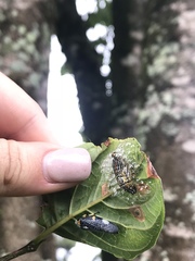 Ptyelus grossus