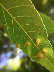 Caryomyia caryaecola