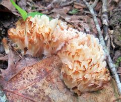 Sebacina sparassoidea