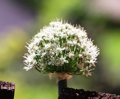 Allium cepa