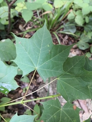Acer laetum