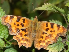 Polygonia c-album